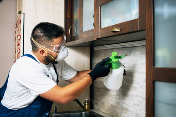 Wasp Removal Services in Calimesa, CA