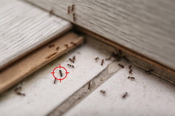 Best Emergency Pest Control  in Limesa, CA