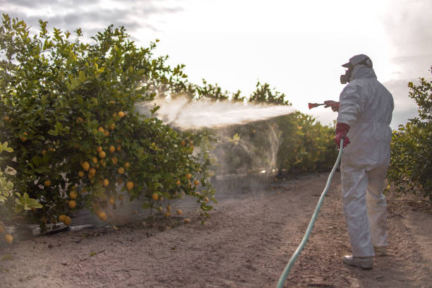 Best Pest Removal Services  in Limesa, CA