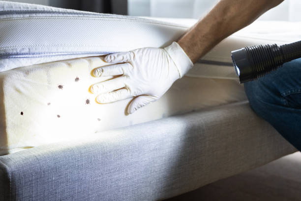 Best Pest Prevention Services  in Limesa, CA