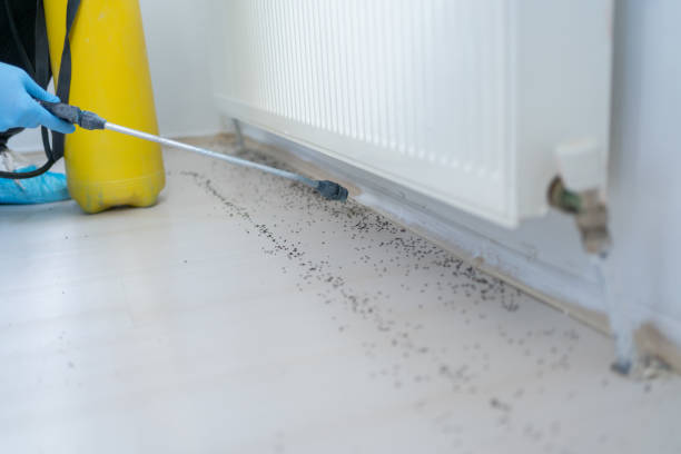 Best Wasp Removal Services  in Limesa, CA