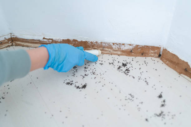 Best Wasp Removal Services  in Limesa, CA